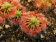 Drosera "Pygmaea"