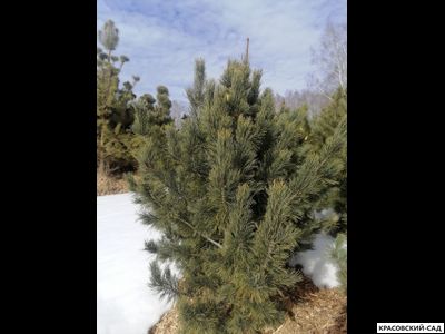 Кедр - фото в питомнике 1 - красовский-сад.рф