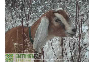 Зимняя прогулка нубийских коз