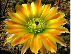 Echinocereus ctenoides MAO 0044 - 10 семян