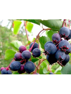 Ирга канадская,60-80