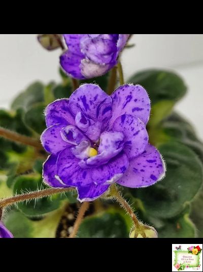 Milady (C.Russell) 01/21/1981 (гёрл-лист)