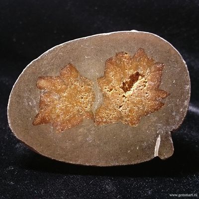 Глендонит - (Беломорская рогулька)