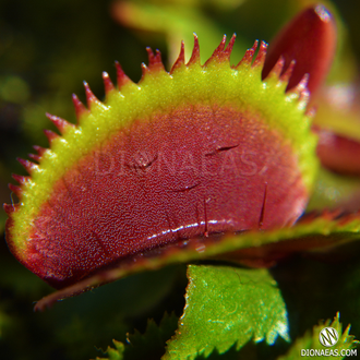 Dionaea muscipula Bohemian garnet