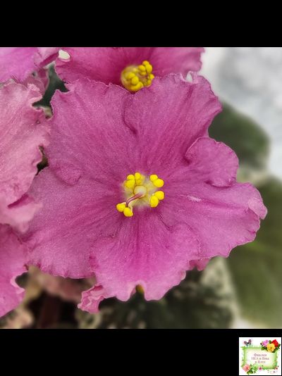 Aftershock (P. Sorano)