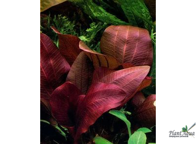 Эхинодорус Рени (меристемный) АЗИЯ