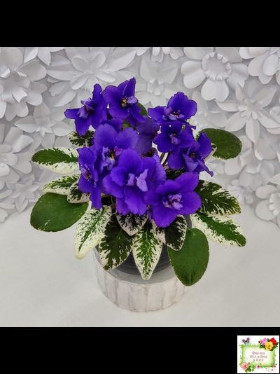 Hodss-Norway (Яна Ходченко) 2019 г. (пестролистный лонг)