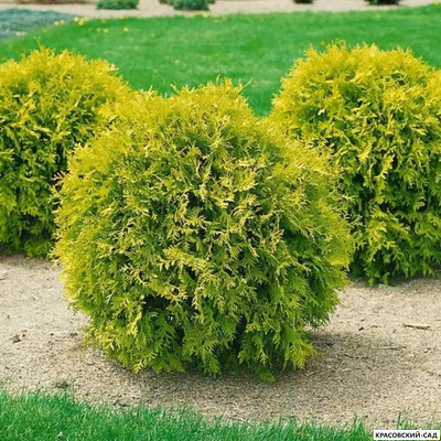 Туя Меджем - Mirjam