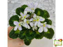 ЛЕ-Лунный Жемчуг (Е. Лебецкая) 2020 г. (детка)