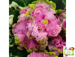 МТ-Яблочные Облака (М. Тотиева) 2023 г.