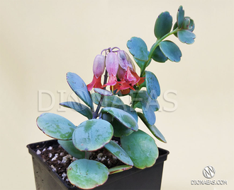 Бриофиллум Марнье - Каланхоэ Марнье, Kalanchoe marnieriana, Бриофиллюм