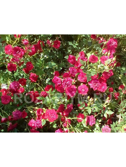 Роза Ред Каскад (Red Cascade)
