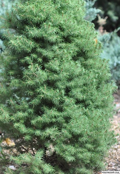 Ель сизая Коника - фото хвои - красовский-сад.рф