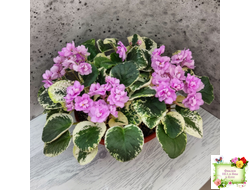 Alameda Trail (P.Harris) трейлер (лист посажен 06.10.25)