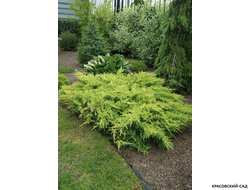 Можжевельник Голдкиссен с доставкой в Москве в питомнике красовский-сад.рф