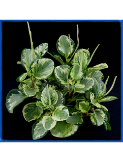 Peperomia
