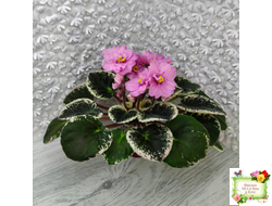 Р-Донна Роза Дальвадорес (В. Зуб) 2021 г.