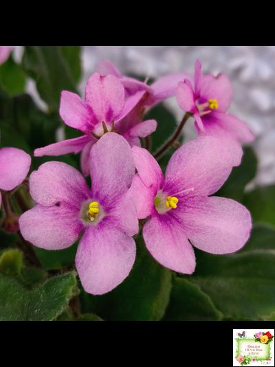 LV-Звезда в Ночи (Л. Шевелева) 2025 г. трейлер (клакамасный лонг)