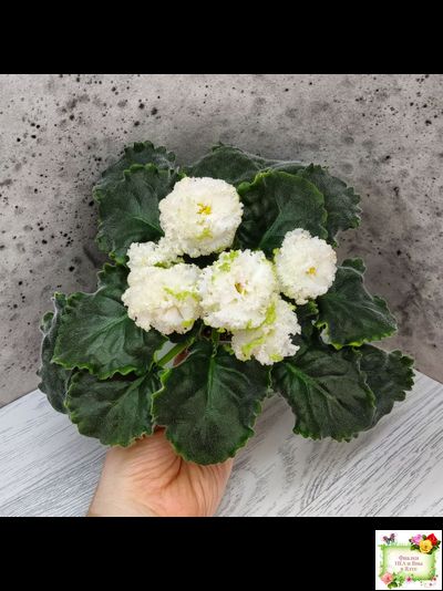 ЕК-Изумрудные Розы (Е.Коршунова) 2018 г.