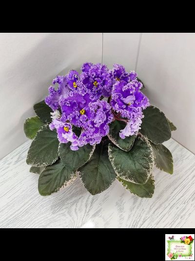 Н-Озёрный Край (Н. Бердникова) 2018