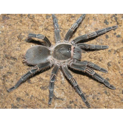 Cyrtopholis flavostriata