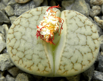 Lithops pseudotruncatella ssp.dendritica С072 (MG) - 10 семян