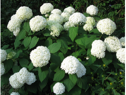 Аннабель (Annabelle)