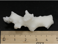 Коралл белый, коллекционный образец, Китай (48*18*18 мм, 7.5 г) №37628