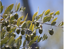 Жожоба рафинированное Египет 50 мл