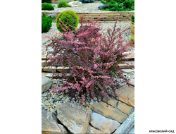 Барбарис Тунберга Pink Qween - фото в саду - красовский-сад.рф