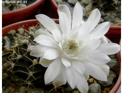 Gymnocalycium friedrichii v.albiflorum WO83  - 5 семян