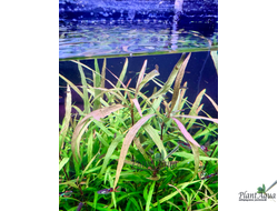 Гигрофила иволистная (ветка)