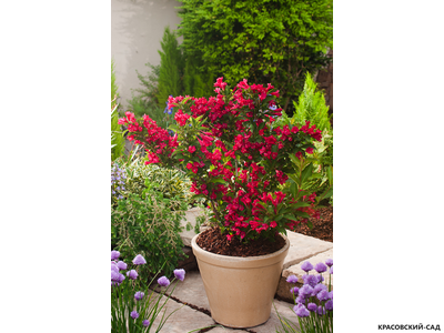 Вейгела Ред Принс фото в горшке красовский-сад.рф