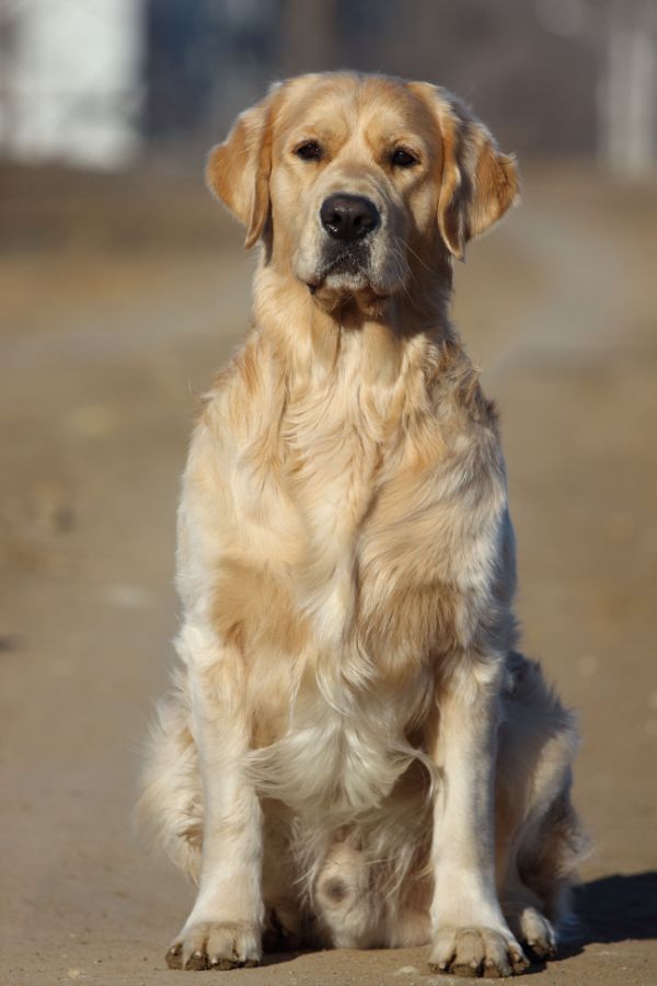 Кобель Terra di Siena Love Me Forever / Тони /