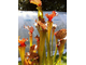 Sarracenia x Moorei - Clone 1
