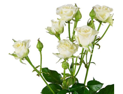 Розы Кустовые Белые (до 80 см) Россия