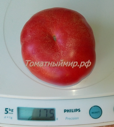 Томат Гном Арктическая Роза, Dwarf Arctic Rose