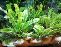 Буцефаландра Kedagang long wavy