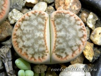 Lithops pseudotruncatella v. riehmerae (syn.edithiae) C097