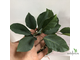 Фикус Буркеи / Ficus burkei