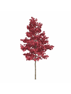 лиственые Церцис канадский Cercis canadensis 3