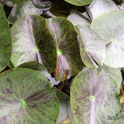 Нимфея Тонгзап