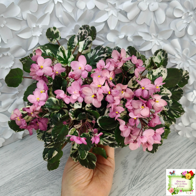 Mac's 1306-2 (G.McDonald) трейлер