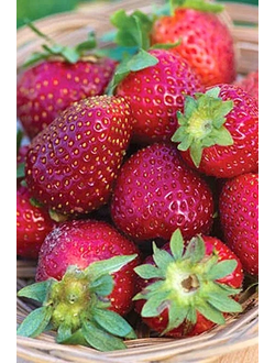 ремонтантная Элан