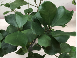 Ficus Triangularis / фикус треугольный