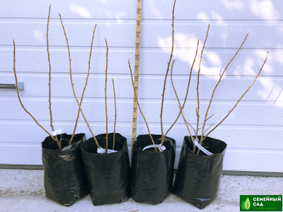 Смородина черная "Сибилла"