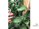 Hoya Elliptica white contrast veins