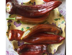 Перец сладкий Палермо шоколадный (Palermo Сhocolony, Италия)