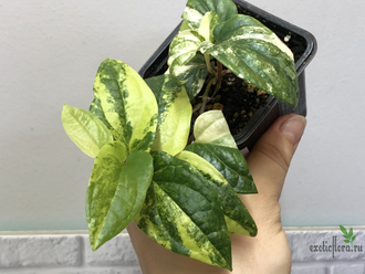 Piper sp. dwarf variegated / перчик вариегатный карликовый