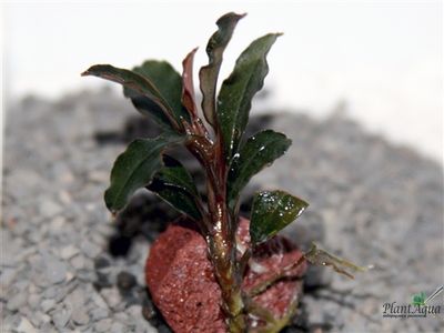 Буцефаландра красная mini (Bucephalandra red mini)